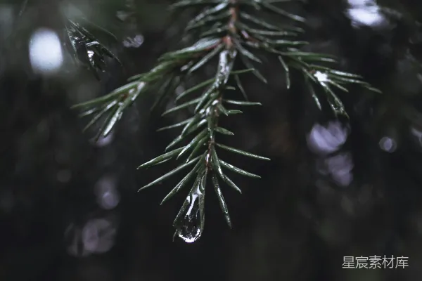 高清摄影 翠绿的松树披上雪妆