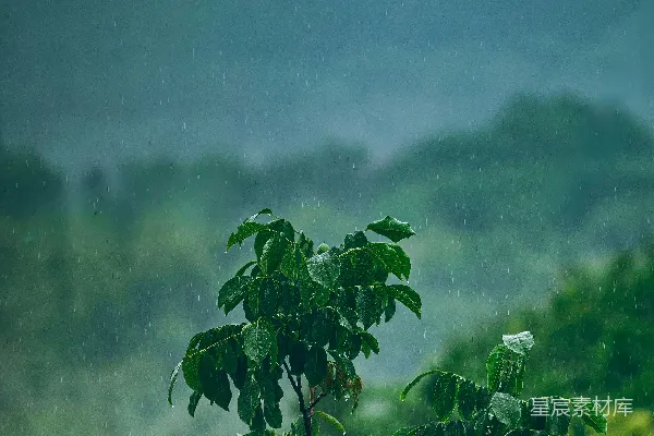 高清摄影 雨落在鲜艳的绿叶上，远处有弥漫的山雾。