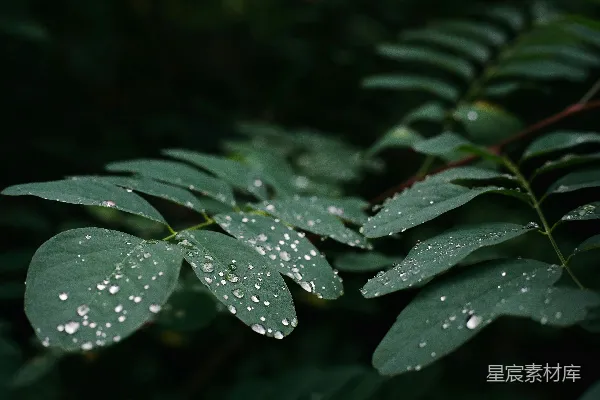 高清摄影 森林中绿叶上的露珠