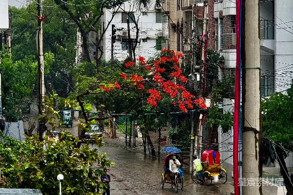 高清摄影 街头景象中有三轮车和盛开的树木。