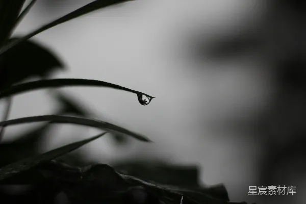 高清摄影 绿叶上的水滴
