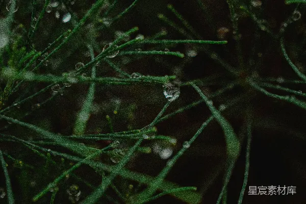 高清摄影 雨后绿松针上凝聚的露珠。