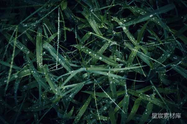 高清摄影 草地覆盖着水珠