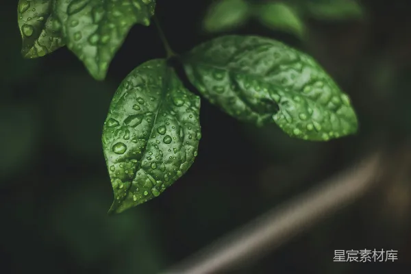 高清摄影 绿叶上缀着水珠