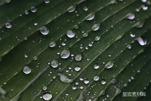 高清摄影 雨后绿叶上覆盖着许多水滴。