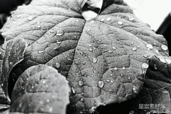 高清摄影 雨滴黏在一片有纹理的叶子上，色彩单调。