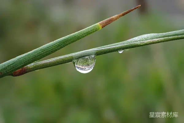 高清摄影 草叶上一个特写的水滴