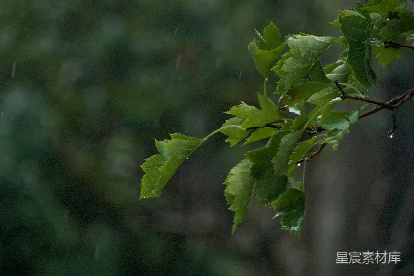 高清摄影 雨中树枝上的绿叶