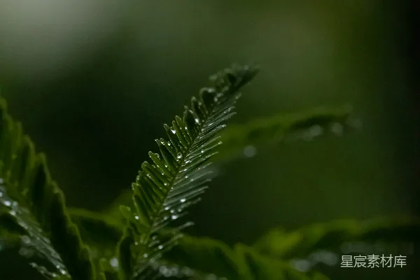 高清摄影 绿色叶子的特写摄影