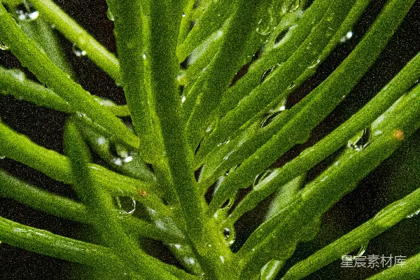 高清摄影 绿色植物的 macro 照片