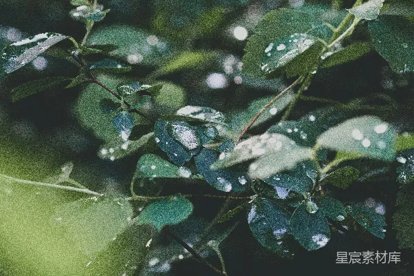 高清摄影 绿叶上的水珠