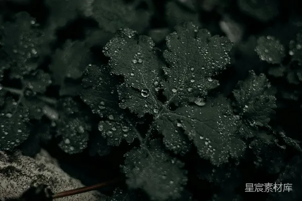 高清摄影 雨后绿叶上的水滴。