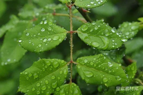 高清摄影 雨后绿叶上的水滴闪闪发光。