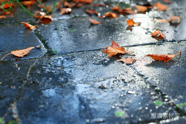 高清摄影 雨后湿滑的柏油路面覆盖着落下的秋叶。