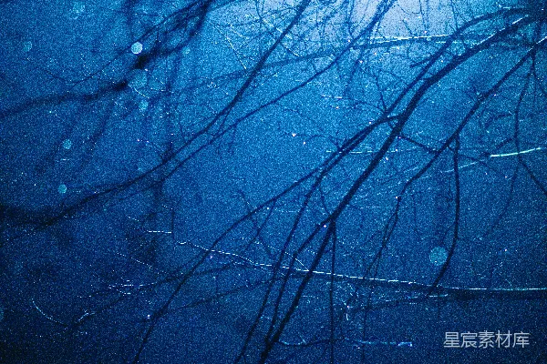 高清摄影 裸树上的水滴