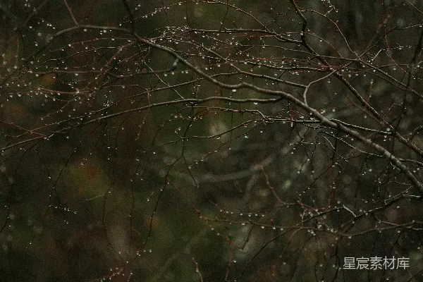 高清摄影 树上挂着水滴的树枝