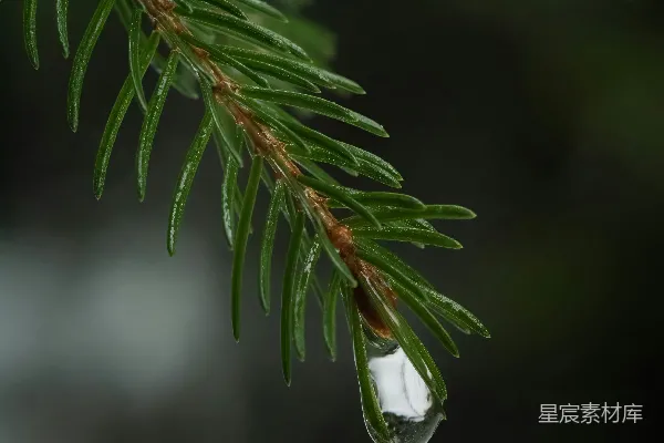 高清摄影 一滴水珠悬挂在松针上。