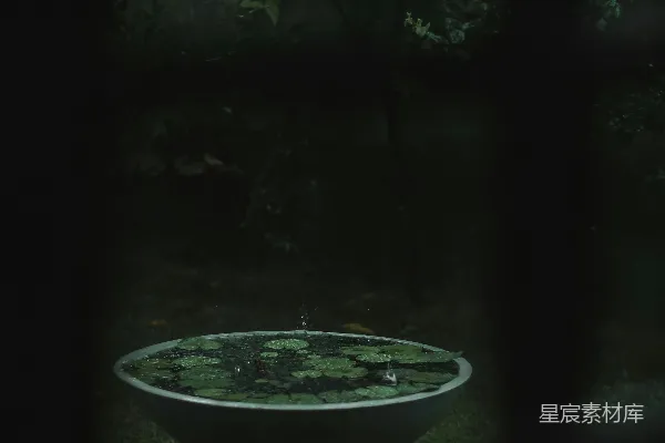 高清摄影 花园中央摆放着一个鸟浴器。