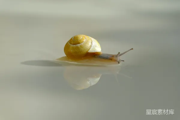 高清摄影 一只趴在地面上的蜗牛