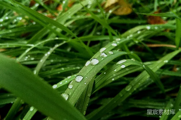 高清摄影 绿色草地上水滴的特写