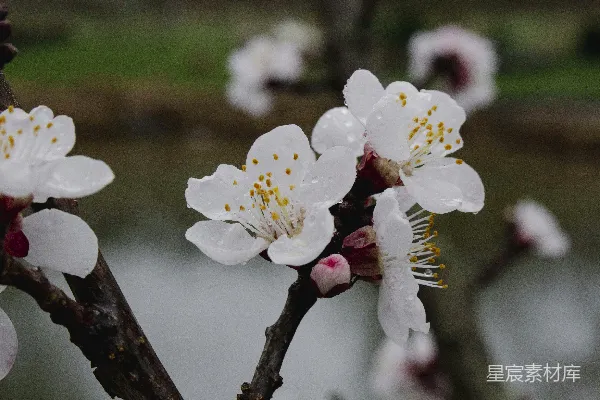 高清摄影 树上一些白色花朵的特写