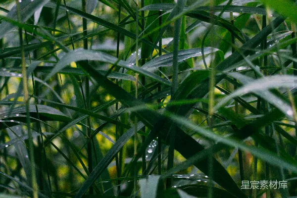 高清摄影 一片长满高草的绿色叶子繁茂之地