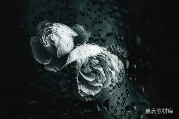 高清摄影 窗玻璃上被雨水淋过后的两朵白玫瑰。
