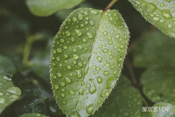 高清摄影 聚焦式摄影的绿色叶片植物
