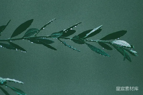 高清摄影 绿色叶子上的水珠在暗背景下