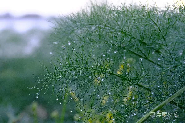 高清摄影 雨后绿叶上的水珠