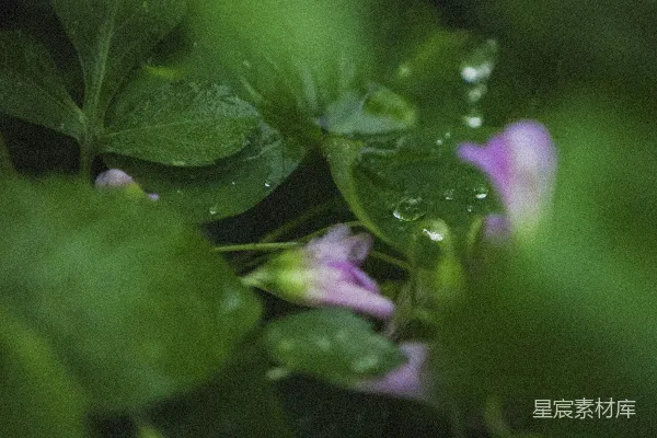 高清摄影 delicate粉色花朵 nestled among湿润绿色叶片。