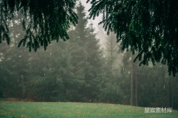 高清摄影 一场大雨中的草和树木的田野