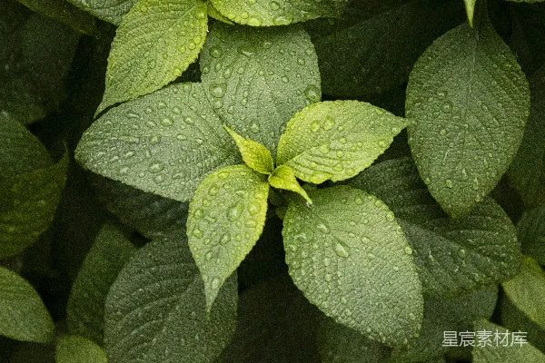 高清摄影 绿色叶片的近景摄影