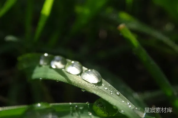 高清摄影 草叶上水滴的特写镜头
