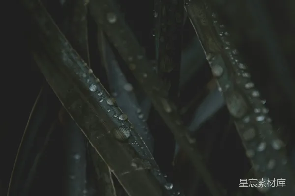 高清摄影 植物上水珠的特写镜头