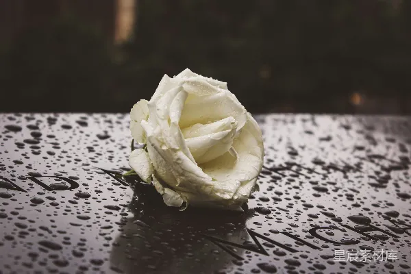 高清摄影 一朵白玫瑰放在一张湿桌子的顶部