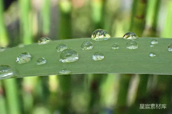 高清摄影 绿叶上水滴的特写镜头