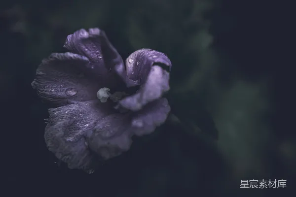 高清摄影 紫色花朵上挂着水珠