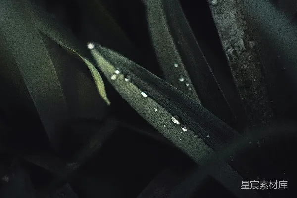 高清摄影 植物上的露珠