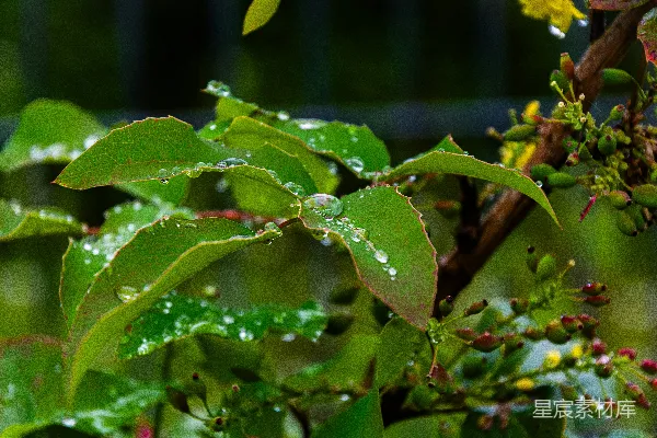 高清摄影 雨后绿叶上的水珠