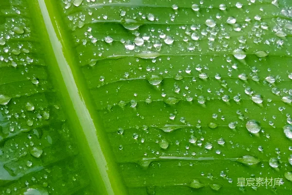 高清摄影 叶片上有水珠