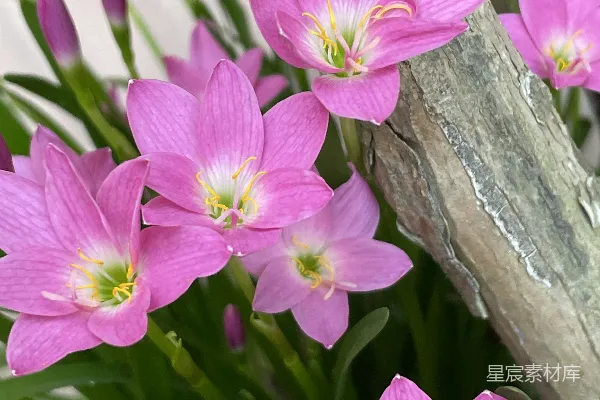 高清摄影 一束粉色的花放在木头枝条上