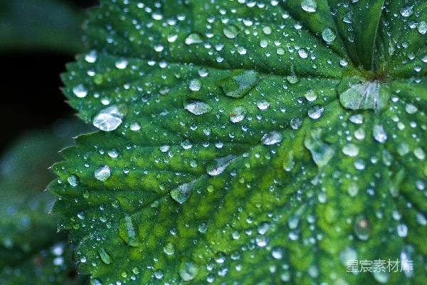 高清摄影 绿色植物叶片中的水滴