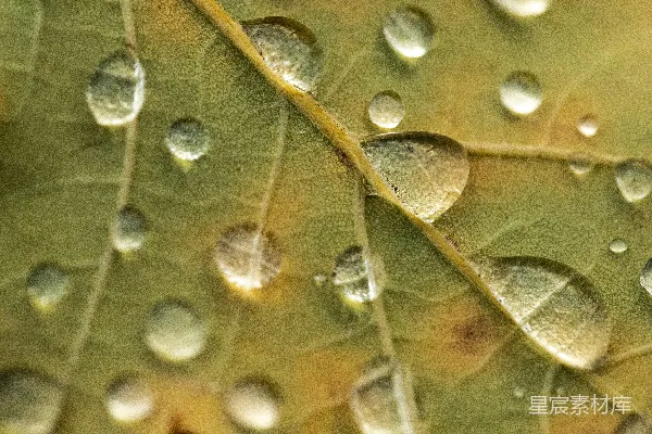 高清摄影 一片叶子的特写镜头，上面附着水珠。
