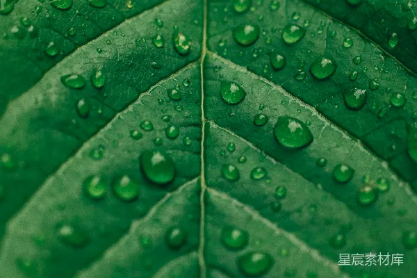 高清摄影 带有水滴的绿叶