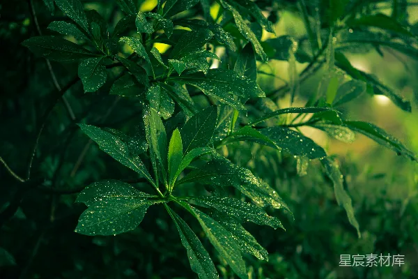 高清摄影 绿叶植物上凝结的露珠