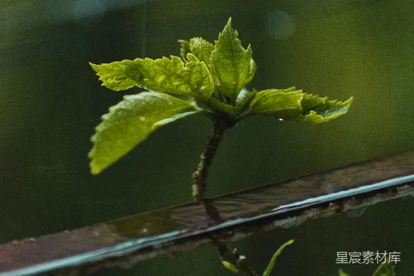 高清摄影 植物的特写镜头