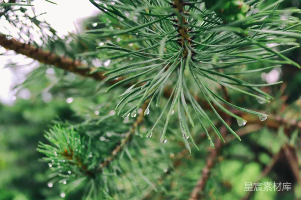 高清摄影 一棵挂满水珠的松树