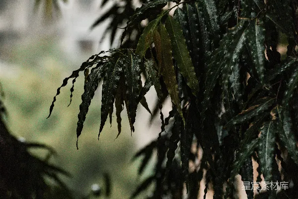 高清摄影 一棵树的特写镜头