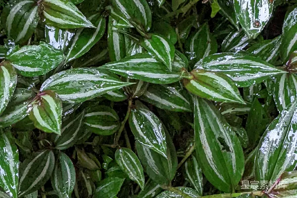 高清摄影 一棵植物的特写镜头，叶片为绿色。